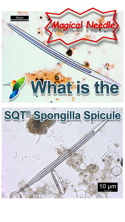 spongilla，spicule，结晶针，SPICULES粉末，SPONGILLA FRAGILI LECIDI提取物粉末